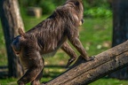0241-zoo osnabrueck-drill