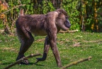 0252-zoo osnabrueck-drill