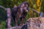 0258-zoo osnabrueck-drill