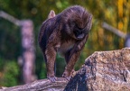 0261-zoo osnabrueck-drill