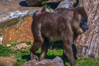 0272-zoo osnabrueck-drill