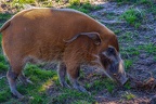 0304-zoo osnabrueck-brush ear pig