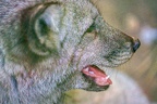 0365-zoo osnabrueck-hudson-bay-wolf