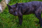 0518-zoo osnabrueck-silver fox