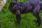 0520-zoo osnabrueck-silver fox
