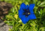 0330-rhein sieg district-alpine gentian