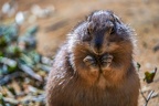 0747-zoo osnabrueck-prairie dog