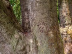 052-dortmund romberg park botanical garden