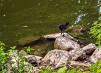 068-dortmund romberg park botanical garden