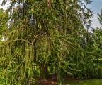 210-dortmund romberg park botanical garden