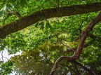 0352-dortmund romberg park botanical garden