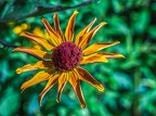 064-dortmund romberg park botanical garden