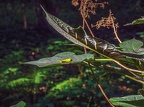 214-dortmund romberg park botanical garden