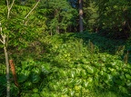 227-dortmund romberg park botanical garden