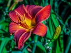 0384-dortmund romberg park botanical garden