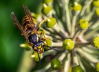005-rhein sieg district - insects