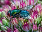 038-rhein sieg district - insects