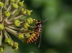 053-rhein sieg district - insects