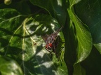022-rhein sieg district - insects