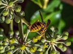 033-rhein sieg district - insects