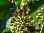 060-rhein sieg district - insects