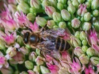084-rhein sieg district - insects