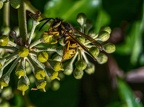 031-rhein sieg district - insects