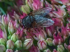 103-rhein sieg district - insects