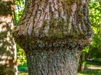 006-dortmund romberg park botanical garden