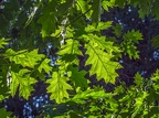 068-dortmund romberg park botanical garden