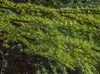 073-dortmund romberg park botanical garden