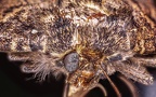 0002-owl butterfly