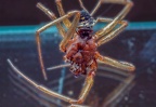 01-fat spider