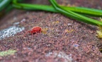 024-red velvet mite
