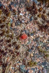 047-red velvet mite