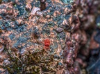 089-red velvet mite