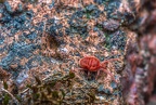 091-red velvet mite