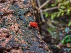 107-red velvet mite
