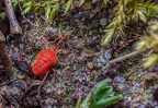 113-red velvet mite