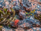 007-red velvet mite
