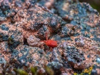 010-red velvet mite