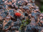 018-red velvet mite