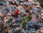 020-red velvet mite