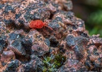 042-red velvet mite