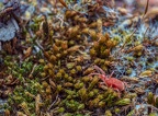 092-red velvet mite