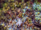 105-plants