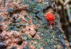 0128-red velvet mite