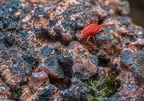 0152-red velvet mite