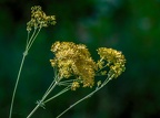 021-essen grugapark botanical garden-ii