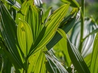 023-essen grugapark botanical garden-ii